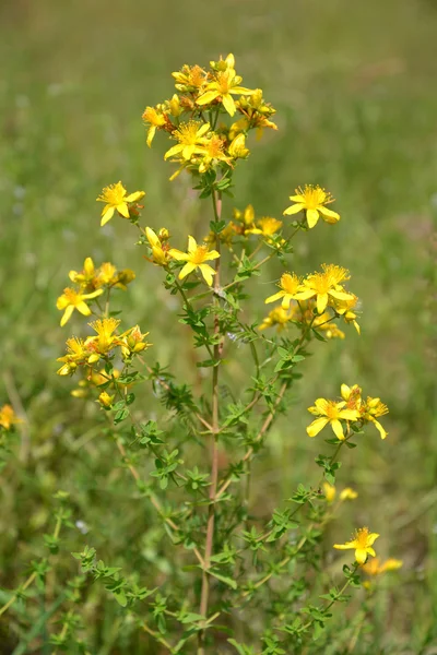 Kwitnące ziele dziurawca wykonany otwór (Hypericum perforatum).) — Zdjęcie stockowe