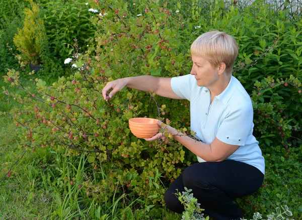 The woman of average years picks gooseberry berries — Stock Photo, Image
