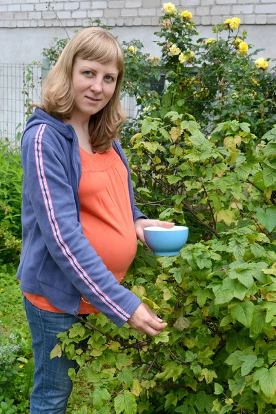 Беременная женщина собирает черную смородину в саду — стоковое фото