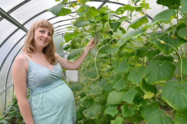 Hamile kadın maliyeti salatalık ile sera içinde — Stok fotoğraf