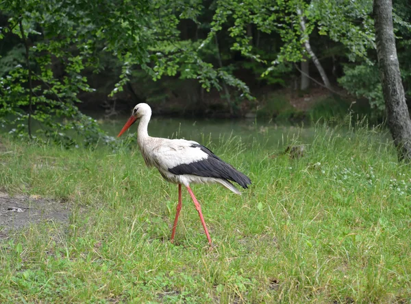 A cegonha branca vai à costa do lago florestal — Fotografia de Stock