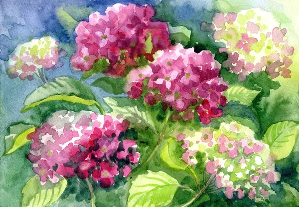 Drawing "Blossoming Hydrangeas". Paper, water color — Stock Photo, Image