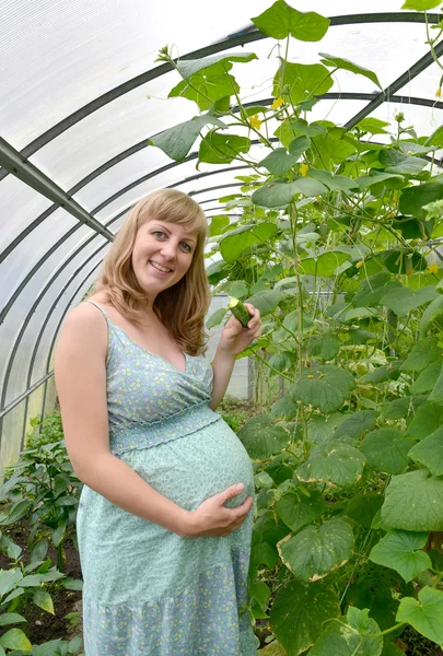 The young pregnant woman eats a fresh cucumber in the greenhouse — Stock Photo, Image