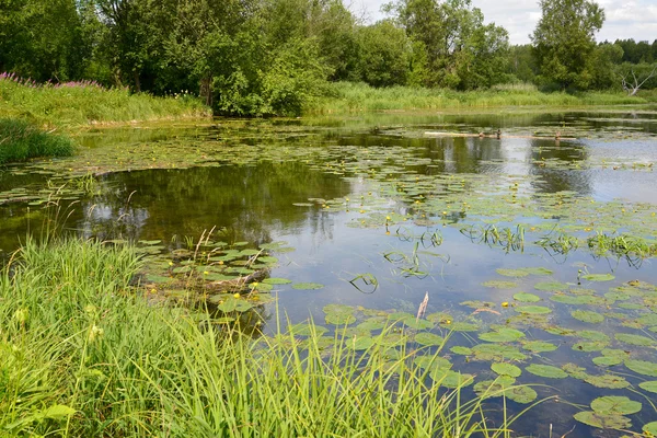 夏。森の湖で黄色の水差しの茂み — ストック写真