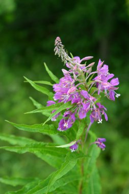 Çiçek açması söğüt-herb dar yapraklı (Ivan çay) (Epilobium angus