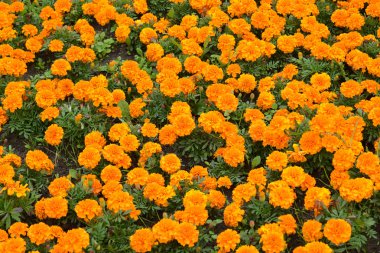 Barkhattsa (ret) melkotsvetny (Tagetes patula L.), backgro