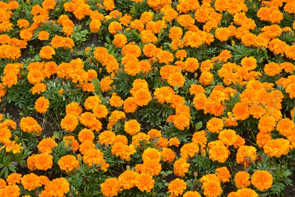 Barkhattsa melkotsvetny (rejeitado) (Tagetes patula L.), backgro — Fotografia de Stock