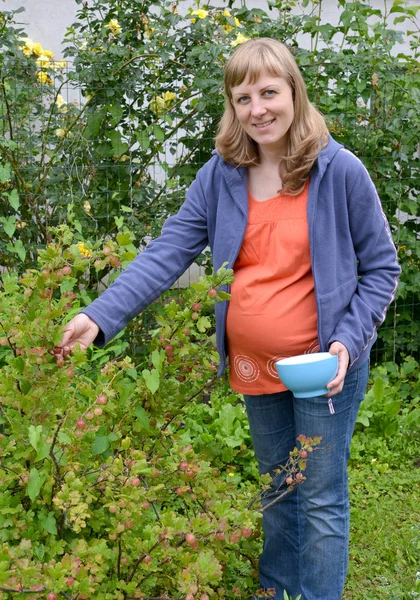 A mulher grávida reúne uma groselha espinhosa em um jardim — Fotografia de Stock