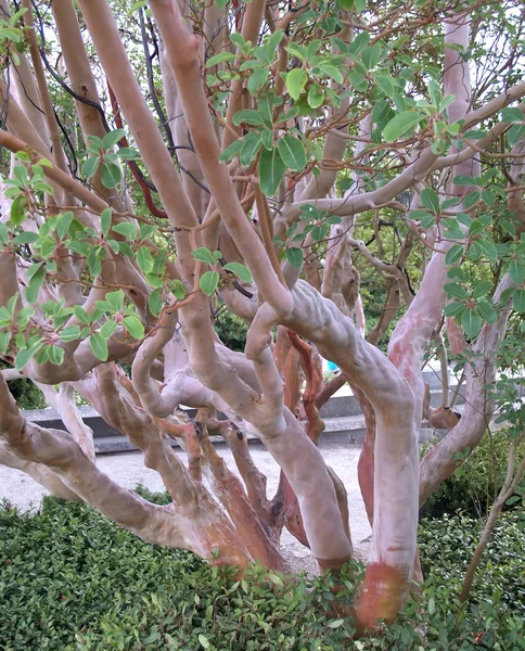 Caoba del árbol (Arbutus andrachne L .) —  Fotos de Stock