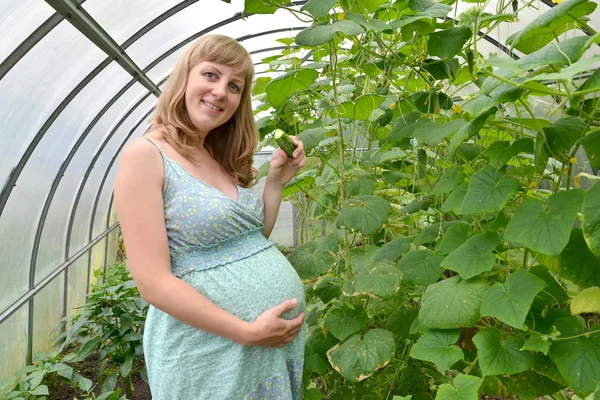 The young pregnant woman eats a fresh cucumber in the greenhouse — Stock Photo, Image