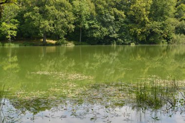 Yaz. Güneşli bir günde Orman Gölü