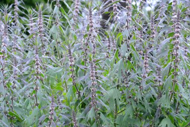 Thickets of a motherwort  shaggy five-bladed (Leonurus quinquelo clipart