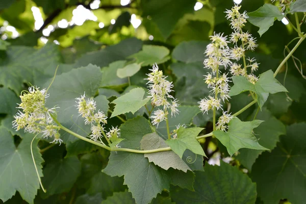 開花 Echinocystis 羽、(Echinocystis のクズ (Michx.)宛先 — ストック写真