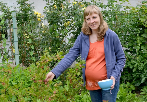 The pregnant woman collects a gooseberry — Stock Photo, Image