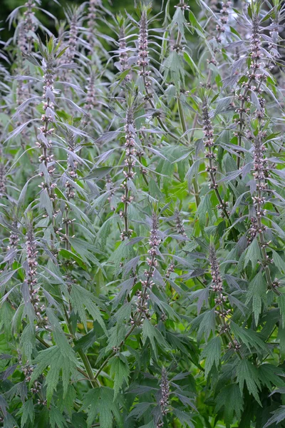 Houštiny motherwort shaggy pět čepelí (Leonurus quinquelo — Stock fotografie