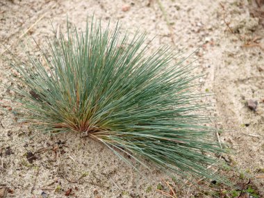  Clubawngrass grimsi (gri saçlı) (Corynephorus canescens (L.