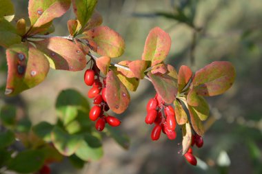 Bir kızamık sıradan (Berberis vulgaris L.) ile berrie Şubesi