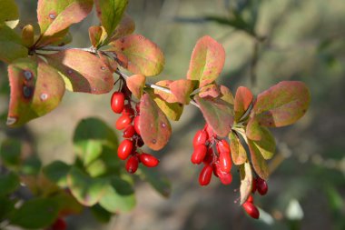 Branch of a barberry ordinary (Berberis vulgaris L.) with berrie clipart