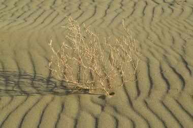 Sonbahar. Kuru kuma büyüyen tumbleweed bitki