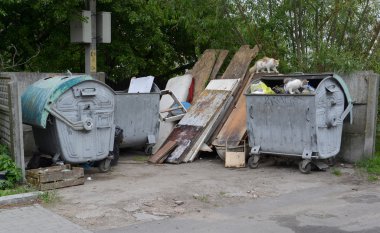 Çöp konteyneri ve evsiz kedi ile platform