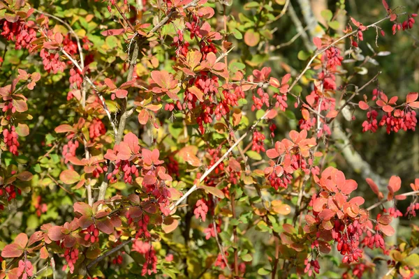 Bush van een gewone Berberisfamilie (Berberis vulgaris L.) met bessen — Stockfoto