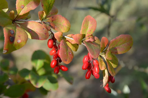 Branch of a barberry ordinary (Berberis vulgaris L.) with berrie — Stock Photo, Image