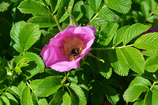 Flower of a dogrose wrinkled (roses wrinkled) (Rosa rugosa L.) — Stock Photo, Image