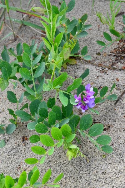 Kwitnąca rangi nadmorskiej (Lathyrus maritimus L.), rosnące na sa — Zdjęcie stockowe