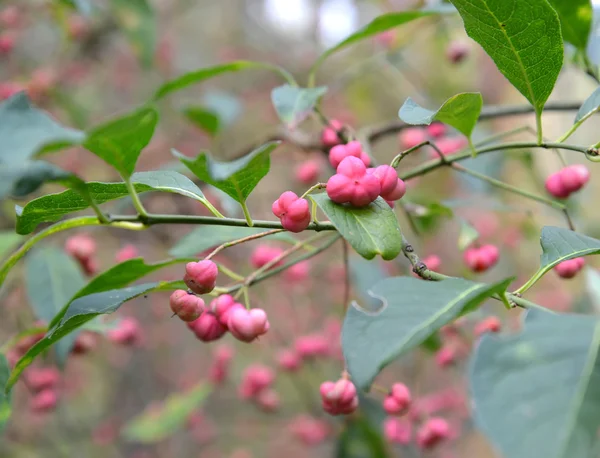 Gren av en euonymus Europeiska (Euonymus europaeus L.) med frukt — Stockfoto