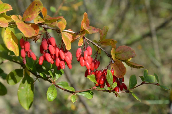 Gren av en Berberis vanliga (Berberis vulgaris L.) med berrie — Stockfoto