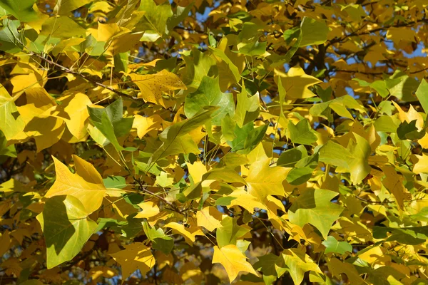 Las hojas otoñales del plátano oriental (Platanus orientalis L.), bac — Foto de Stock