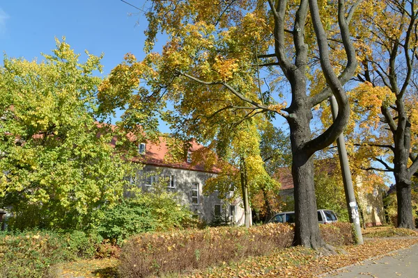 Sunny autumn day on the street of Kaliningrad — Stock Photo, Image