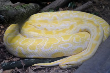 Kaplan python albino (Python molurus Linnaeus var. albino) bir t