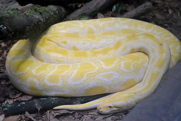 Tygrys albino python (Python molurus Linneusza var. albino) w t — Zdjęcie stockowe