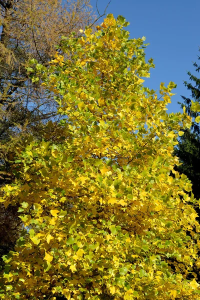 Árbol plano del este (Platanus orientalis L.) en el otoño — Foto de Stock