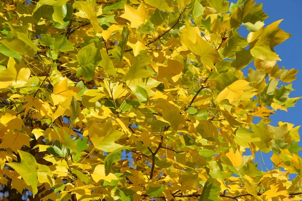 Яркие осенние листья плоского дерева на востоке (Platanus orientalis L — стоковое фото