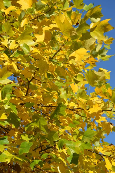 Bright autumn leaves of a plane tree east (Platanus orientalis L — Stock Photo, Image