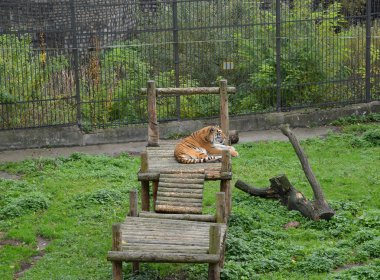 The Amur tiger lies on the timbered bridge in a zoo clipart