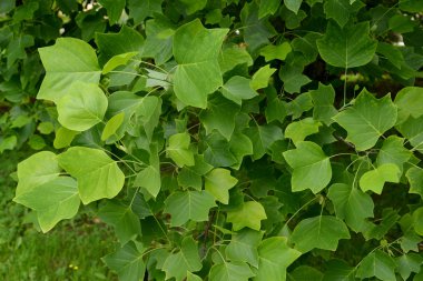 Liriodendron Lale (Lale ağacı) (Liriodendron tulipifera L.), bir 