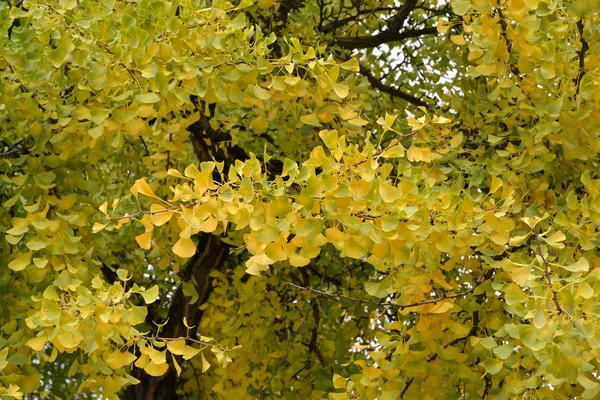 Ginkgo-Zweiblatt (ginkgo biloba l.) im Herbst — Stockfoto