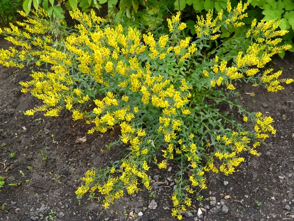 Die blühende genista-Tinktur (genista blutdürstig) (gen — Stockfoto