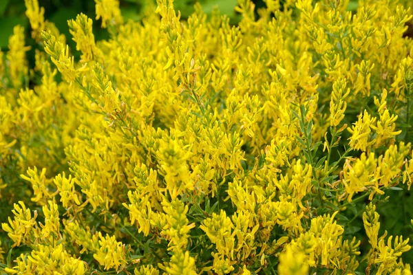 O genista florescente tinctorial (um genista sedento de sangue) (Gen — Fotografia de Stock