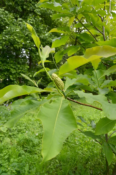 Manolya şemsiye (Magnolia tripetala L.), bir meyve dal — Stok fotoğraf