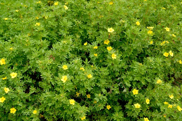 Den blommande FINGERÖRT buskiga (Kuril te buskiga, en silverwe — Stockfoto