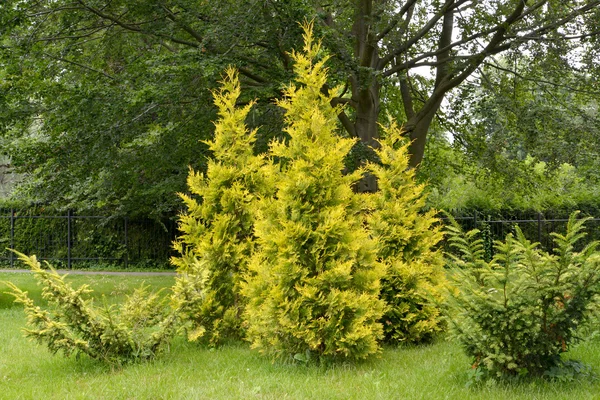 Thuja western fedes golden and modelly (Thuja occifellis L. Au — стоковое фото