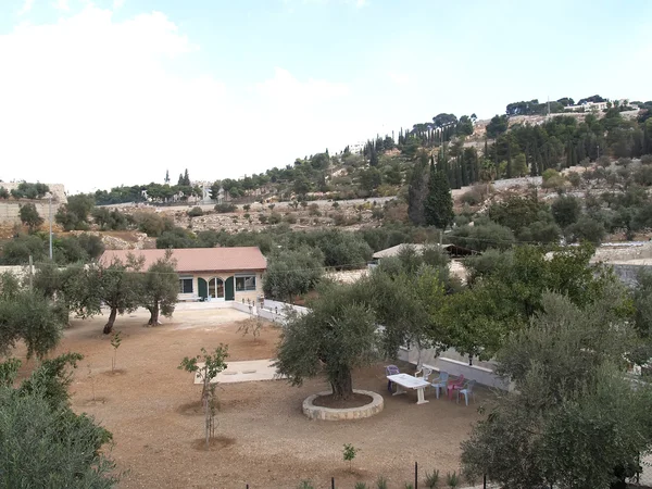 Widok z olive garden w Jerozolimie, Izrael — Zdjęcie stockowe