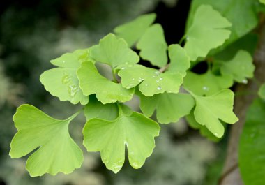 Branch of the Ginkgo two-bladed (Ginkgo biloba L.) with green le clipart