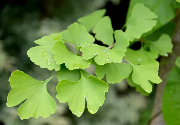 Ginkgo iki kanatlı (Ginkgo biloba L.) ile yeşil le Şubesi — Stok fotoğraf