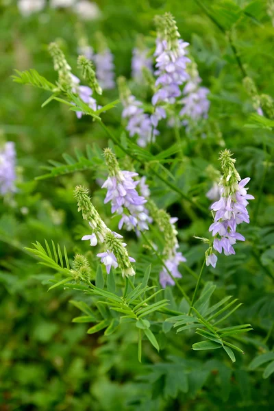 Blommande en galega ett läkemedel (get rue) (Galega officinal — Stockfoto