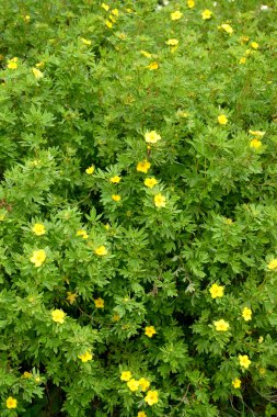 Çiçek açması kurtpençesi ağaçsı (Kuril çay çalı, bir silverwe